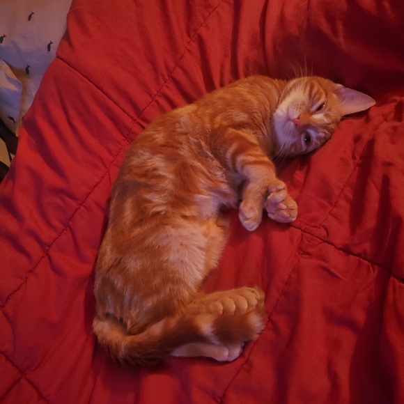 I RESCUE KITTIES & TNR - Picture 3 of 16